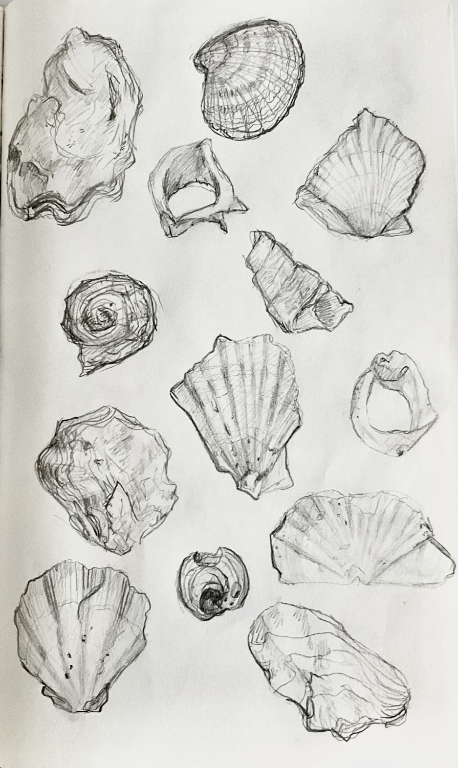Shells Sketch